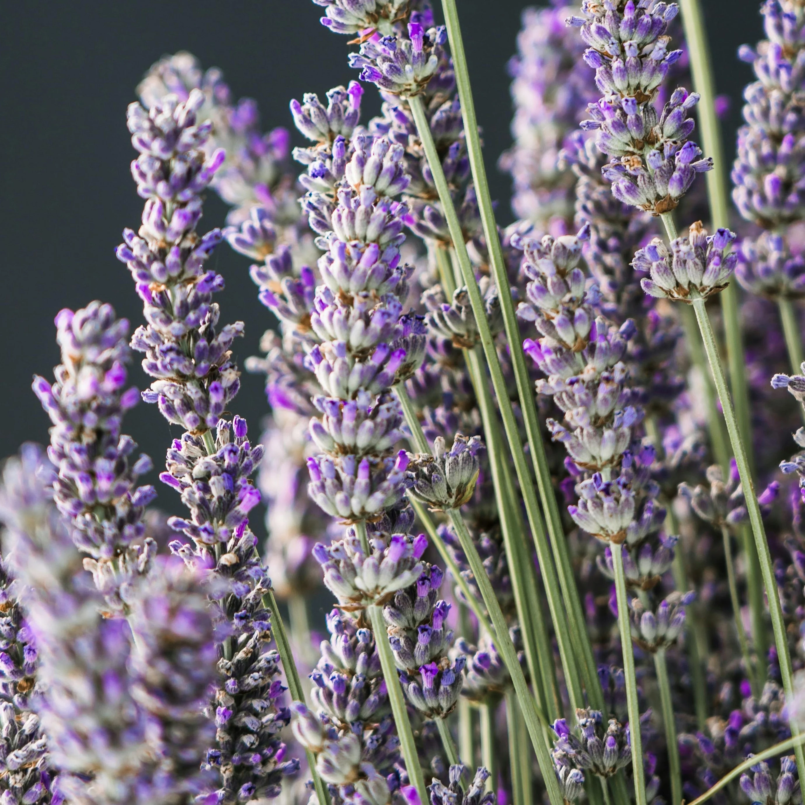 Lavender Liquid Hand Soap Refill Bottle - Image 4